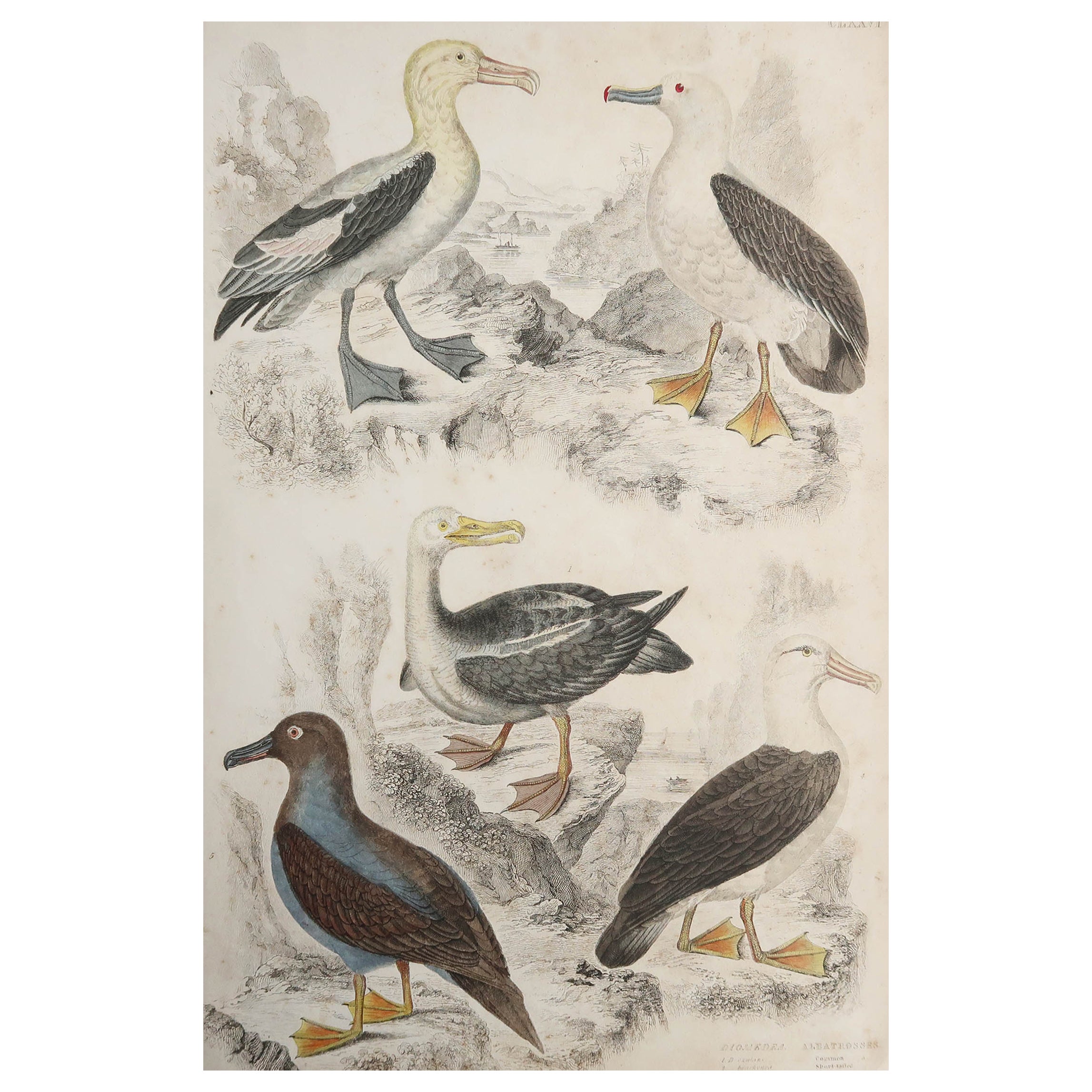 Grande estampe ancienne d'histoire naturelle, mouettes, vers 1835