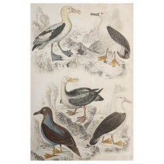Large Original Antique Natural History Print, Seagulls, circa 1835