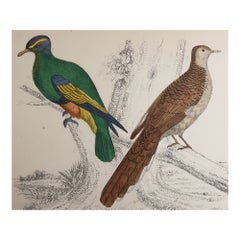 Original Antique Print of Pigeons, 1847 'Unframed'