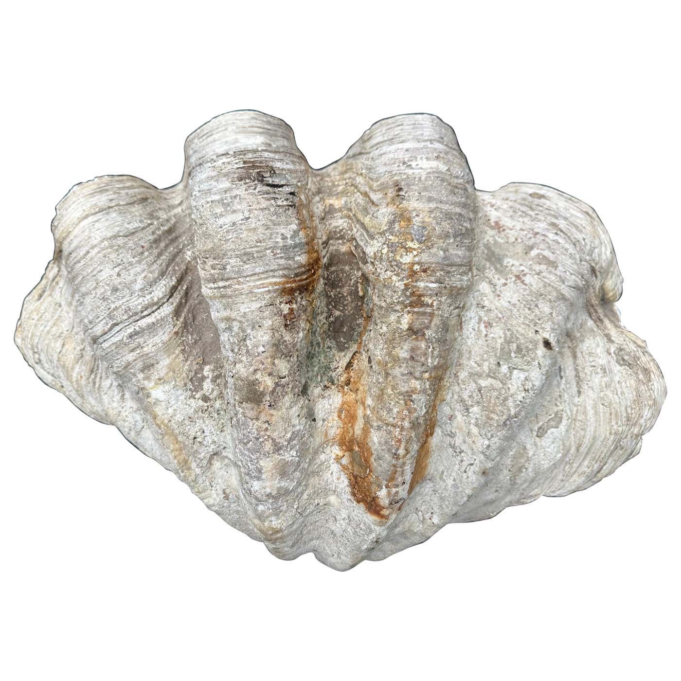 Pair of Natural Giant Clam Shells. For Sale at 1stDibs
