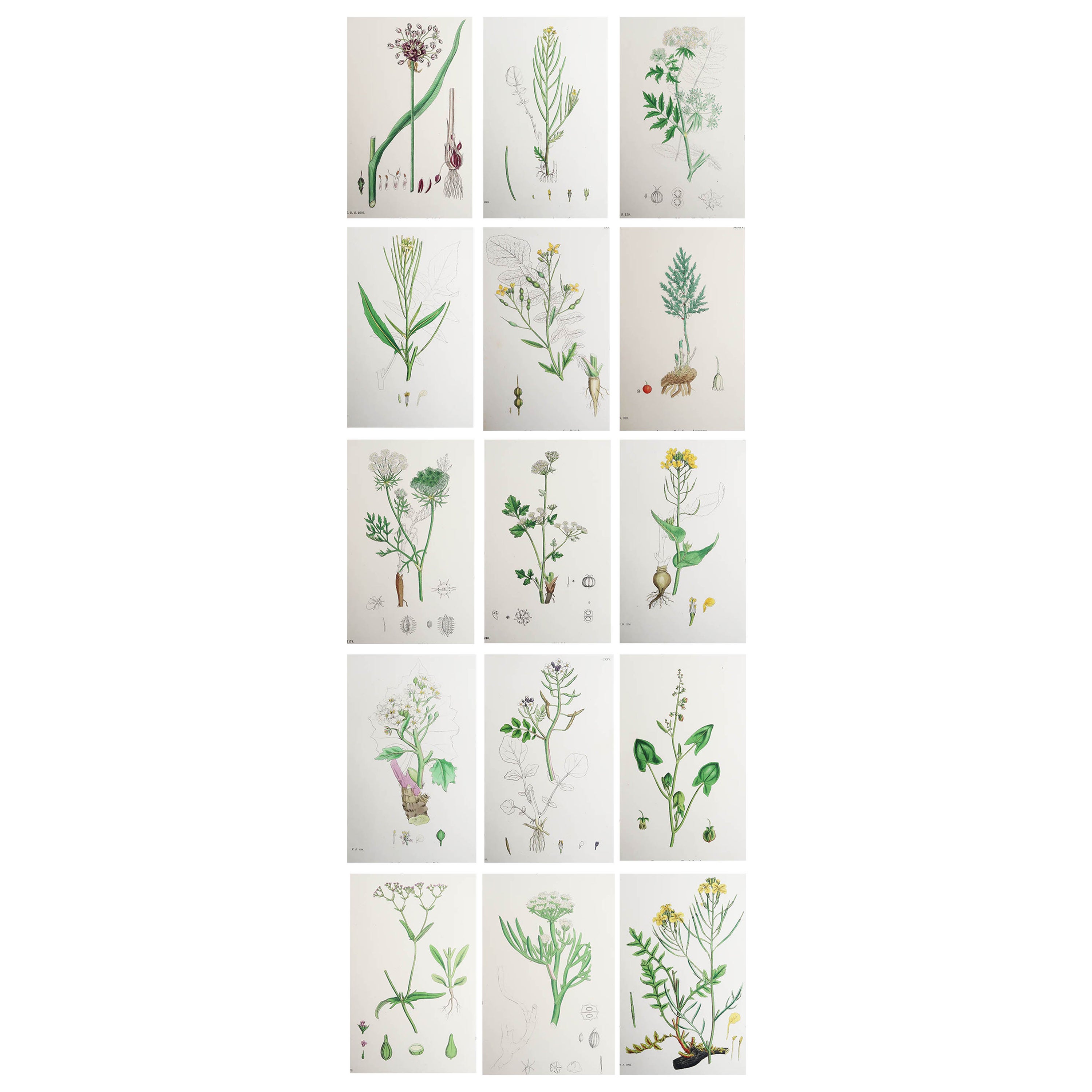 Set of 15 Original Antique Botanical Prints - Vegetables. Circa 1850