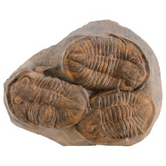 Genuine Trilobite (Ptychopariida) fossil on Matrix with acrylic display stand (6