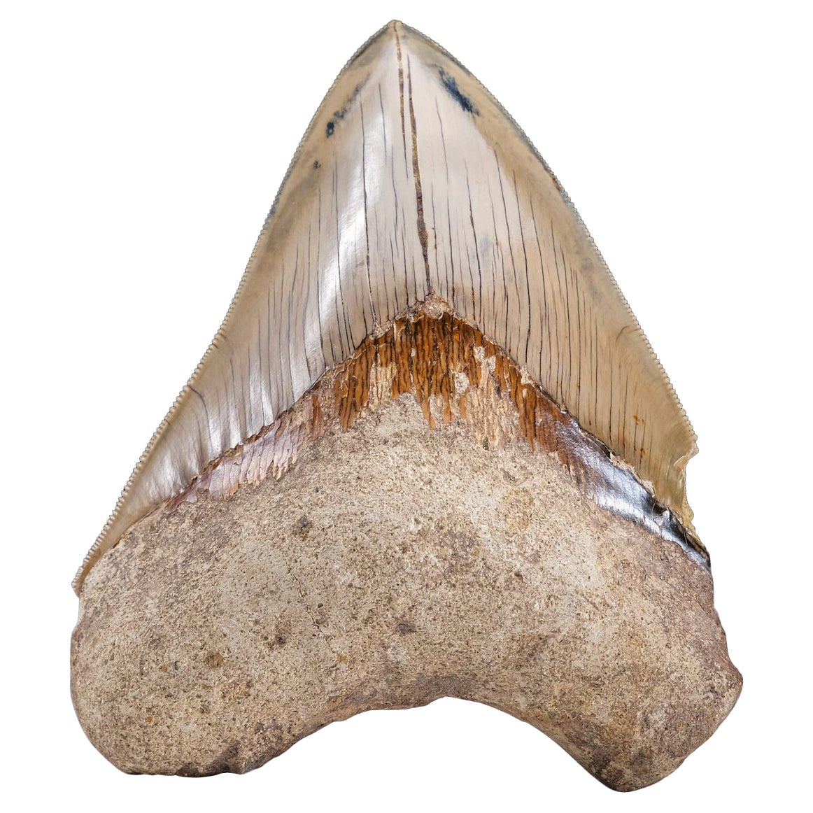 Large 5" Genuine Serrated Megalodon Shark Tooth from Indonesia in Display Box  For Sale