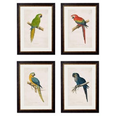 Set von FOUR Macaws Drucken, ursprünglich um 1838, in rechteckigen Rahmen, neu