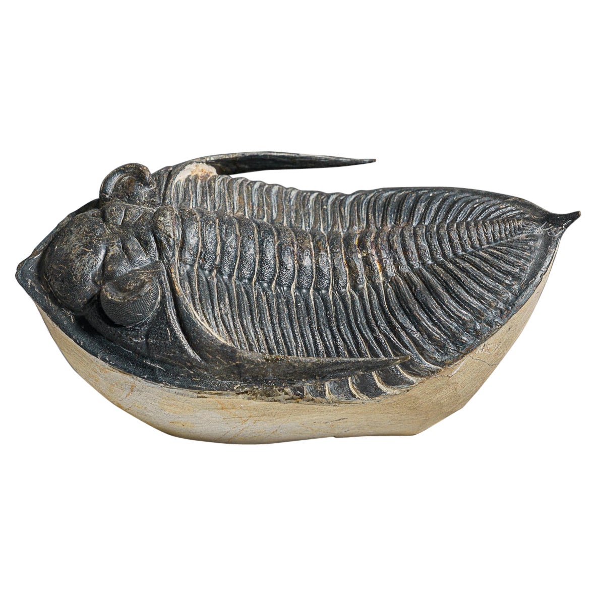Trilobite Fossil authentique (Ptychopariida) sur Matrix (421.7 grammes) en vente
