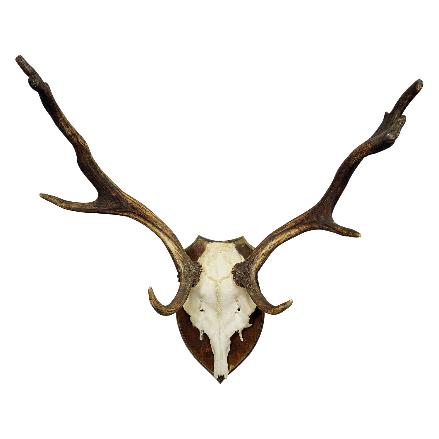 Fallow Deer Trophy Mount on Wooden Plaque ca. 1900s