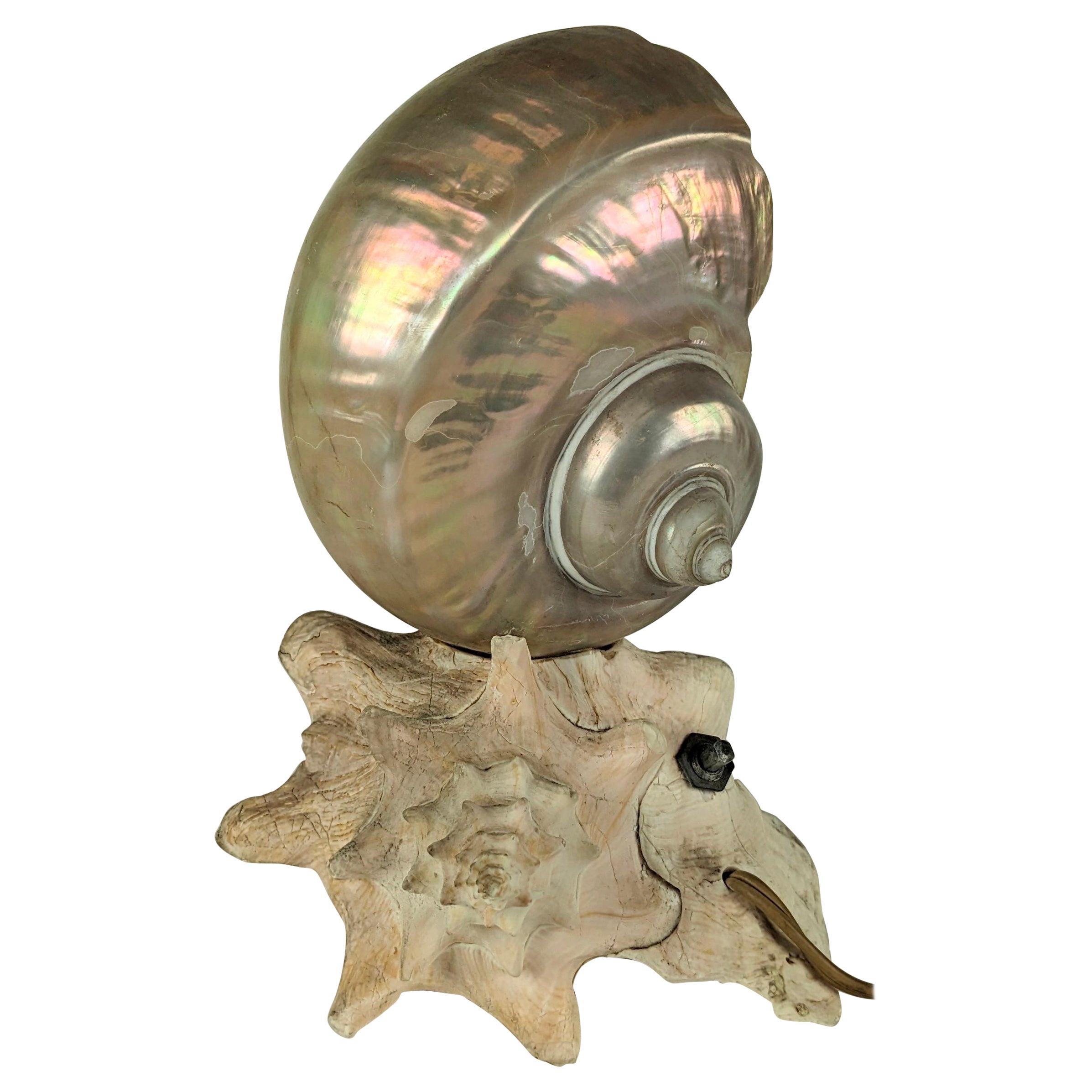 Deco Nautilus and Conch Shell Lamp For Sale