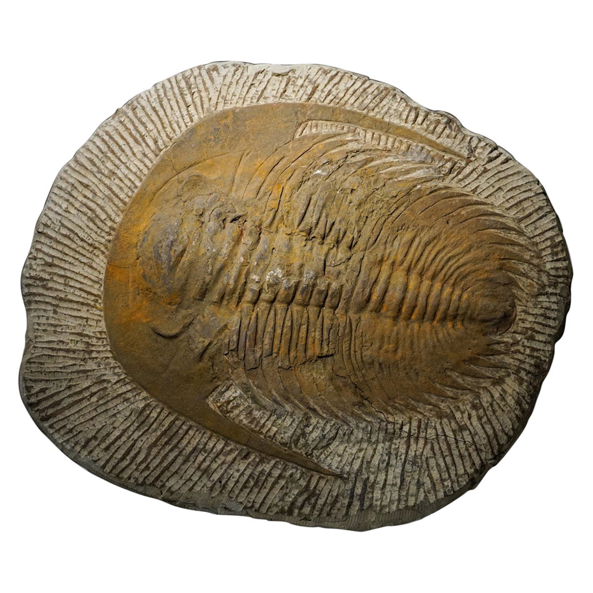 Echter Trilobit (Ptychopariida) Fossil auf Matrix (13,4 lbs)