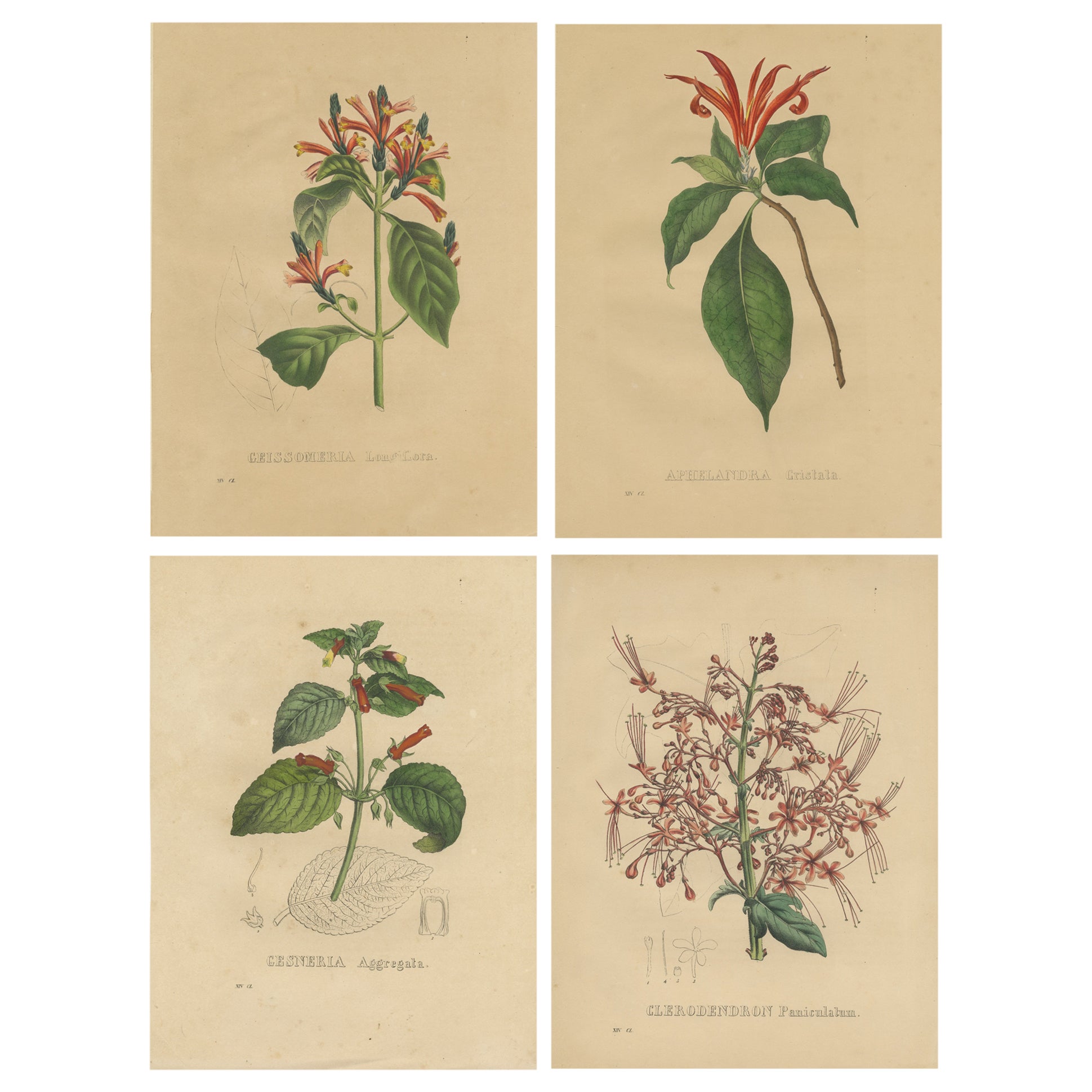 Set of 4 Antique Botanical Prints of the Dense-spiked Aphelandra and others