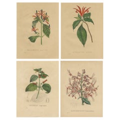 Set of 4 Antique Botanical Prints of the Dense-spiked Aphelandra and others