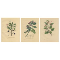 Set of 3 Antique Botanical Prints of the Malus Coronaria and others