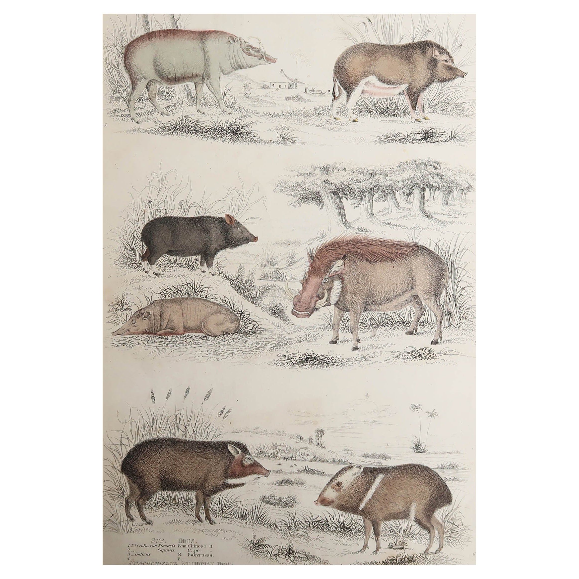 Large Original Antique Natural History Print, Pigs / Hogs, circa 1835 For Sale