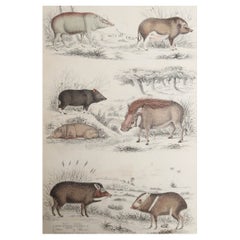 Large Original Antique Natural History Print, Pigs / Hogs, circa 1835