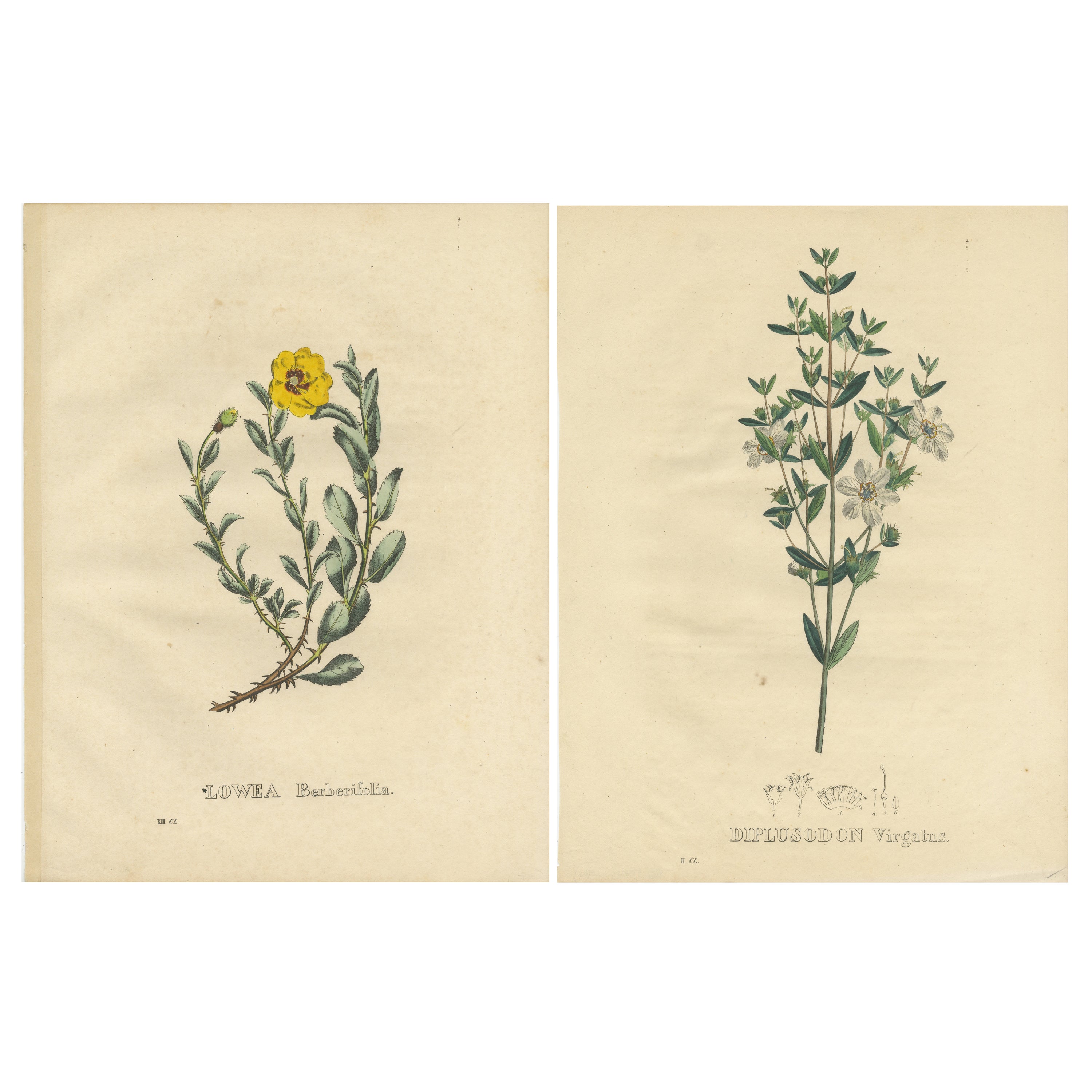 Set of 2 Antique Botanical Prints of the Rosa Berberifolia and Diplusodon For Sale