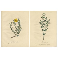 Ensemble de 2 estampes botaniques anciennes de la Rosa Berberifolia et du Diplusodon