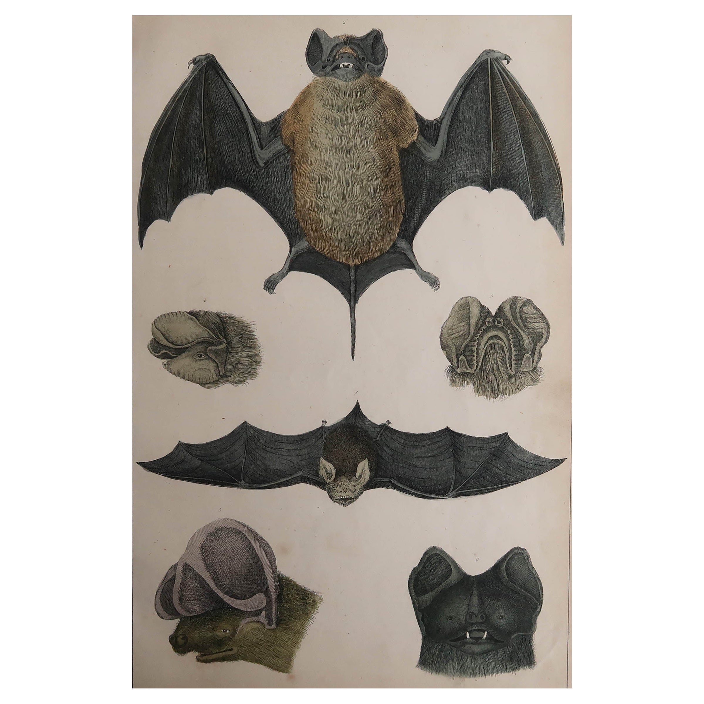 Original Antique Print of Bat, 1847 'Unframed'