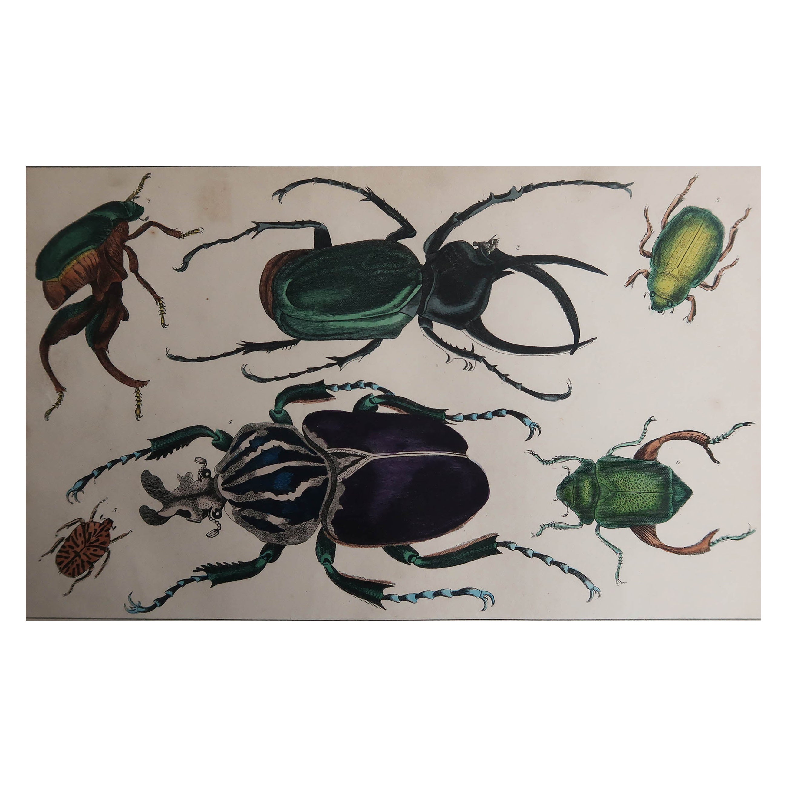 Original Antique Print of Beetles, 1847, 'Unframed' For Sale