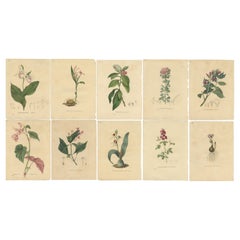Set of 10 Antique Botanical Prints of Cypripedium and others