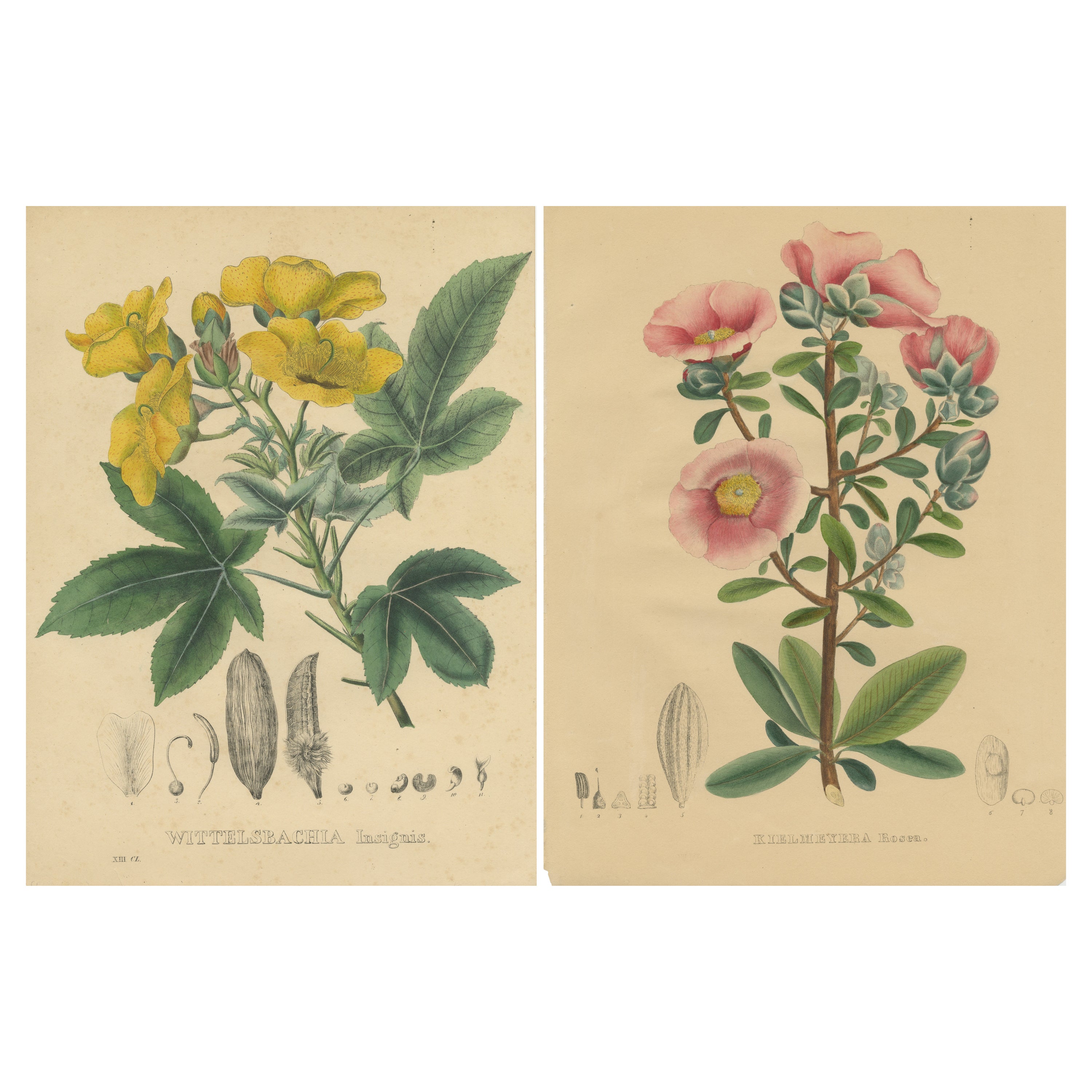 Set of 2 Antique Botanical Prints of Cochlospermum Regium and Kielmeyera For Sale