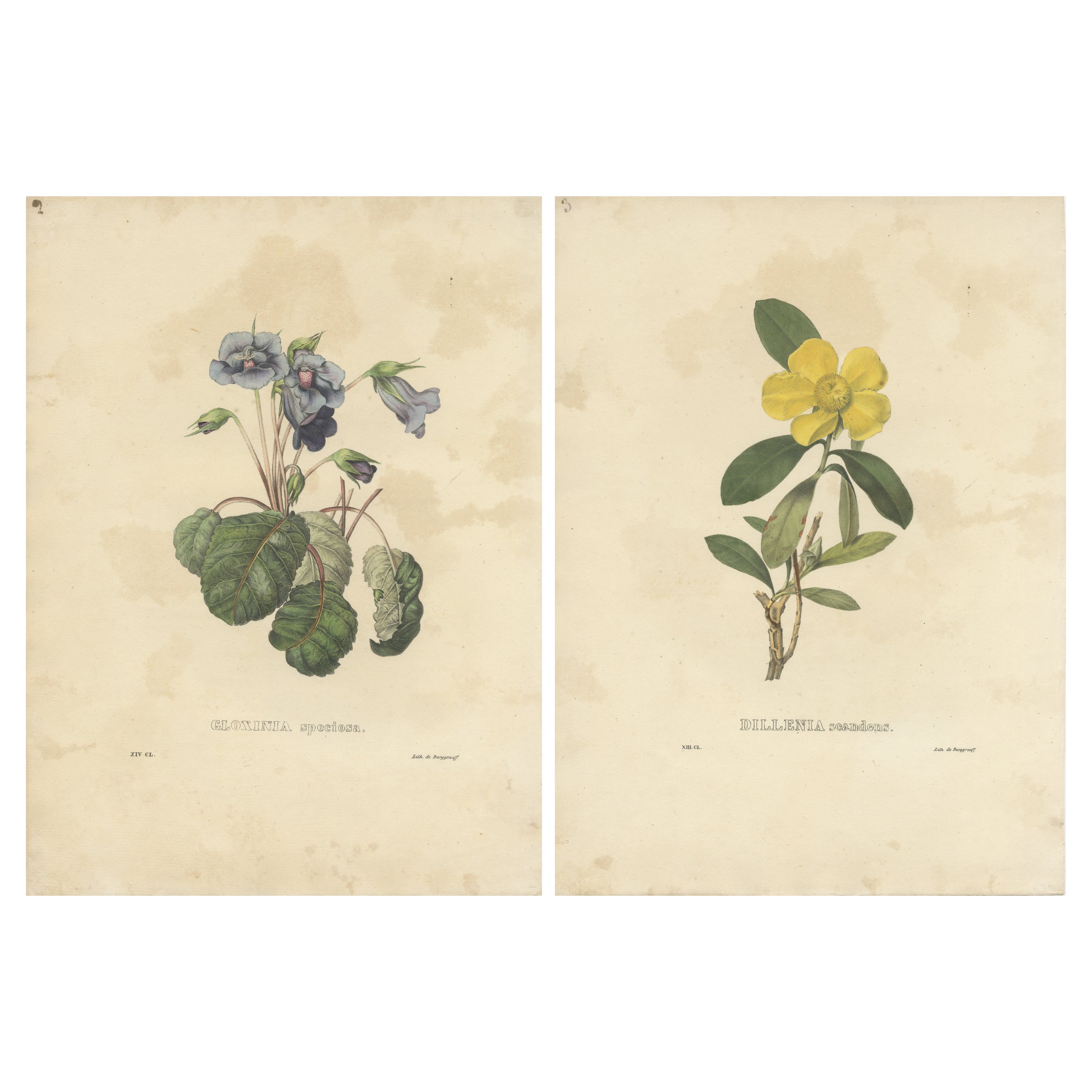 Set of 2 Antique Botanical Prints of Hibbertia Scandens and Sinningia Speciosa For Sale