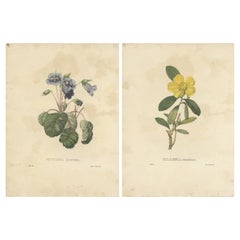 Set von 2 antiken botanischen Drucken von Hibbertia-Schottischen und Sinningia- Speciosa