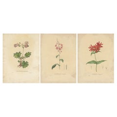 Set of 3 Antique Botanical Prints of the Chinese Primrose and others