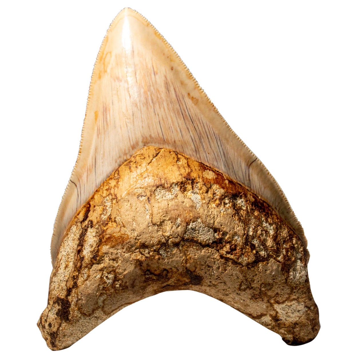 Grande dent de requin mégalodon authentique d'Indonésie dans une boîte d'exposition (190 grammes) en vente
