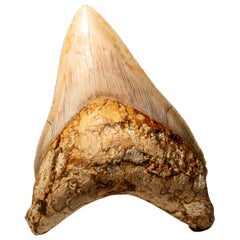 Grande dent de requin mégalodon authentique d'Indonésie dans une boîte d'exposition (190 grammes)