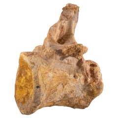 Spinosaurus Maroccanus Vertebrae From Baharija Formation, South of Taouz, Kem-ke