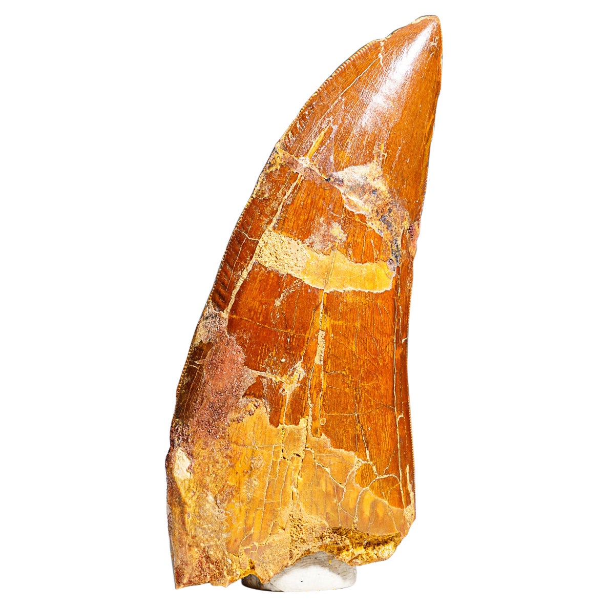 Véritable dent de carcharodontosaure (88,1 grammes) en vente
