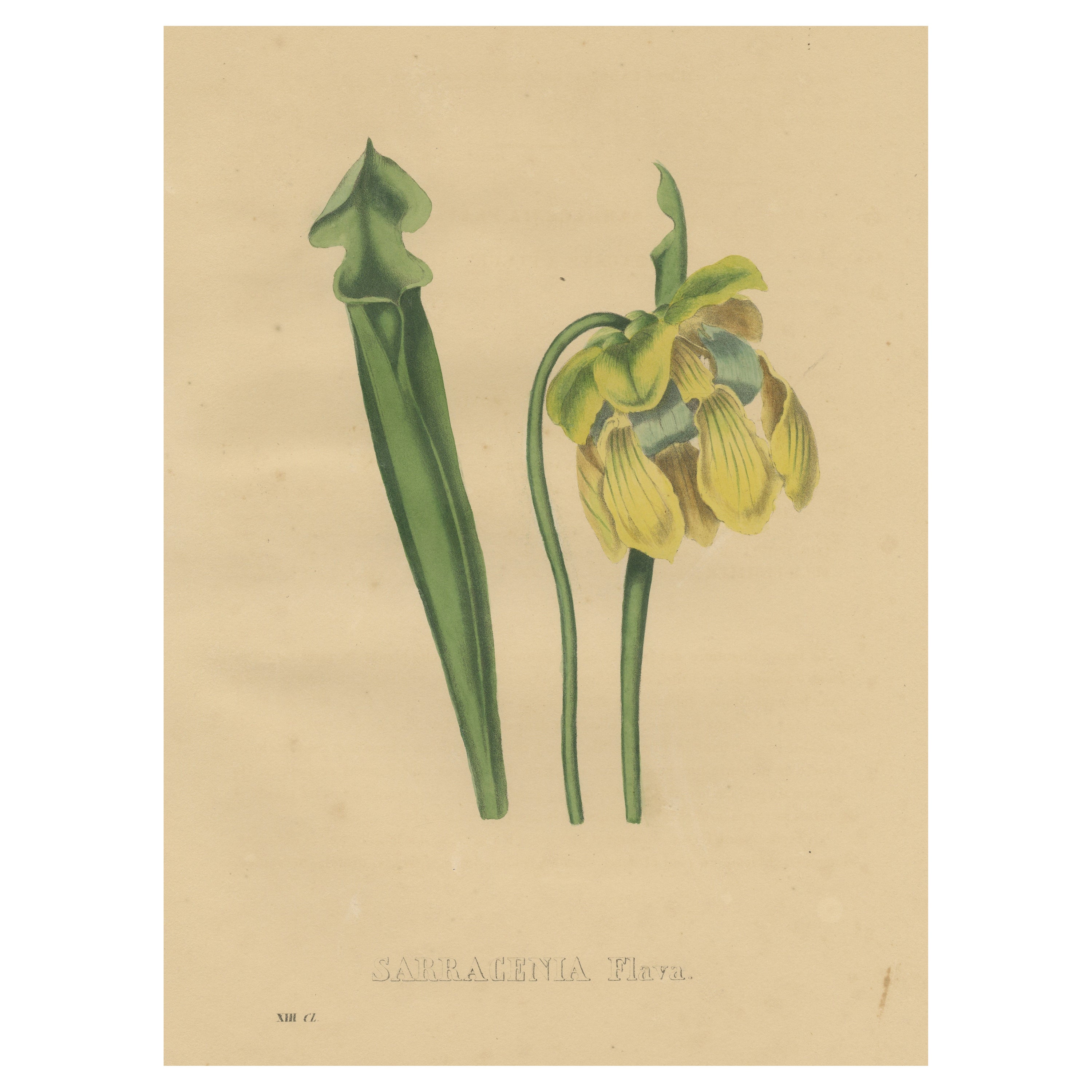 Antique Botanical Print of the Sarracenia Flava or Yellow Pitcherplant For Sale