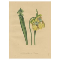 Ancienne estampe botanique de la flanelle de Sarracenia ou du pichet jaune