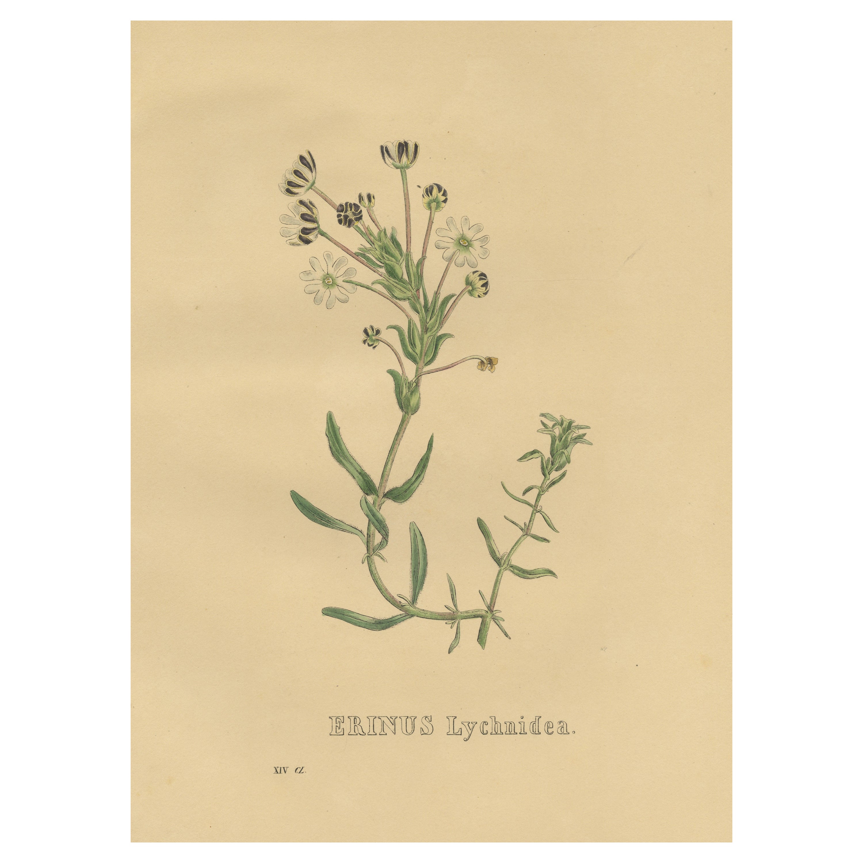 Antique Botanical Print of a Sutera Plant For Sale