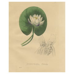 Antique Botanical Print of a Water Lily