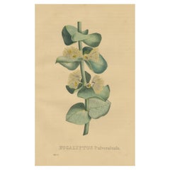 Impression botanique ancienne d'eucalyptus Pulverulenta