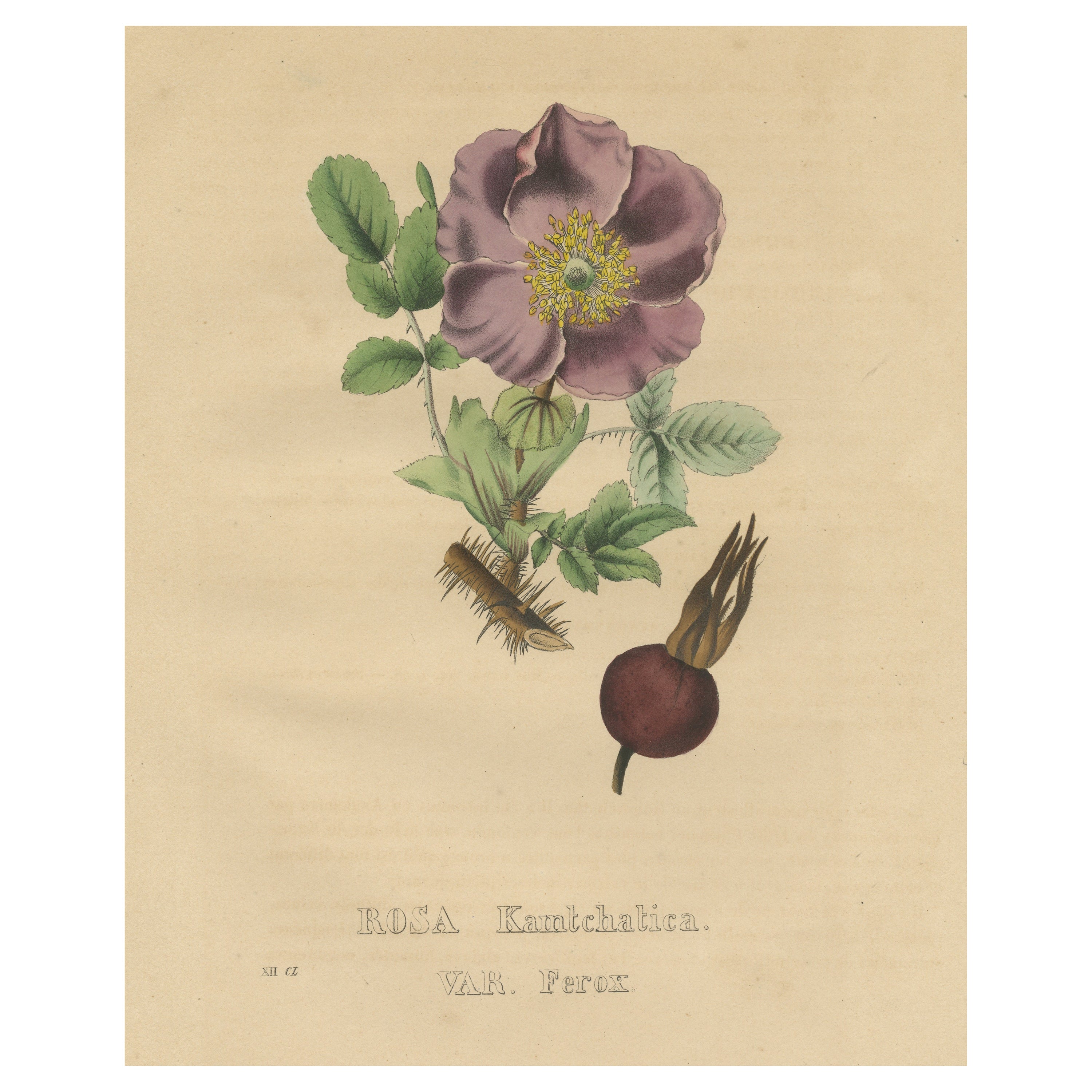 Impression botanique ancienne de la rose Kamtschatka en vente