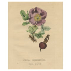 Impression botanique ancienne de la rose Kamtschatka