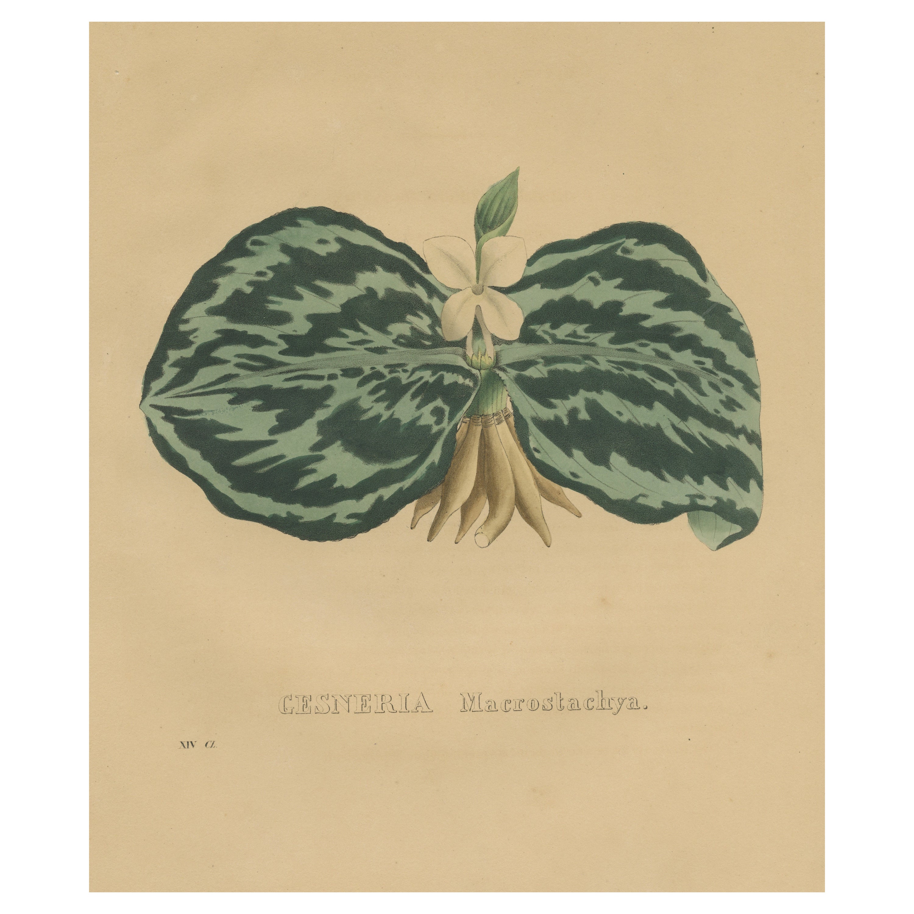 Antique Botanical Print of a Gesneria species For Sale