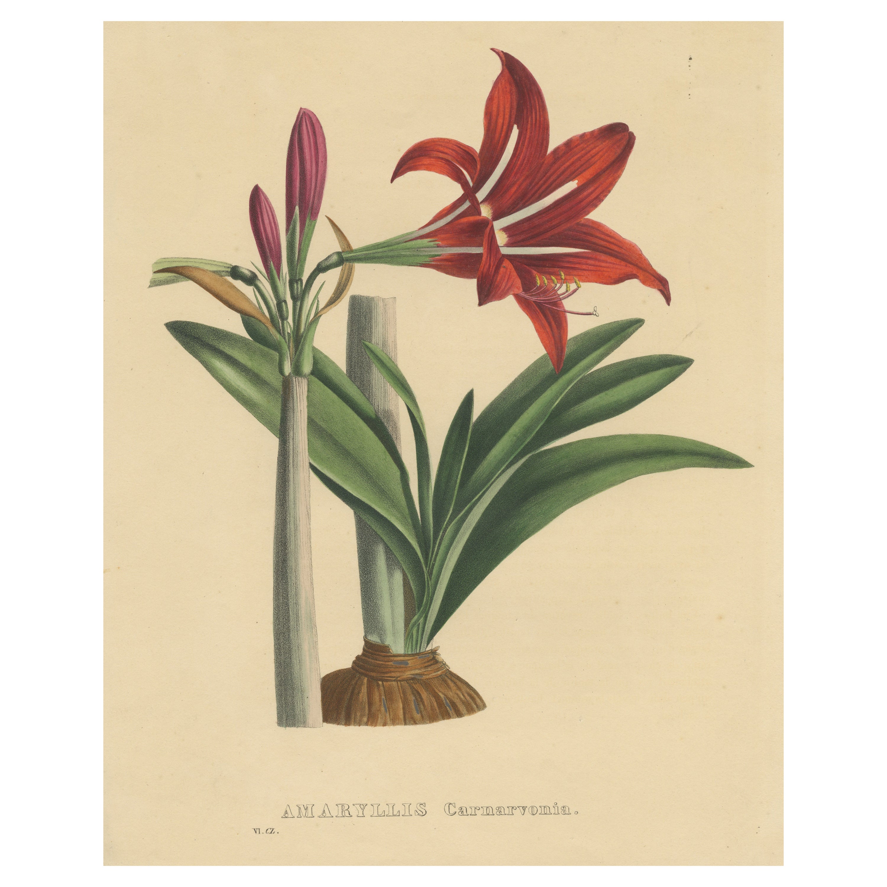 Antique Botanical Print of an Amaryllis species For Sale