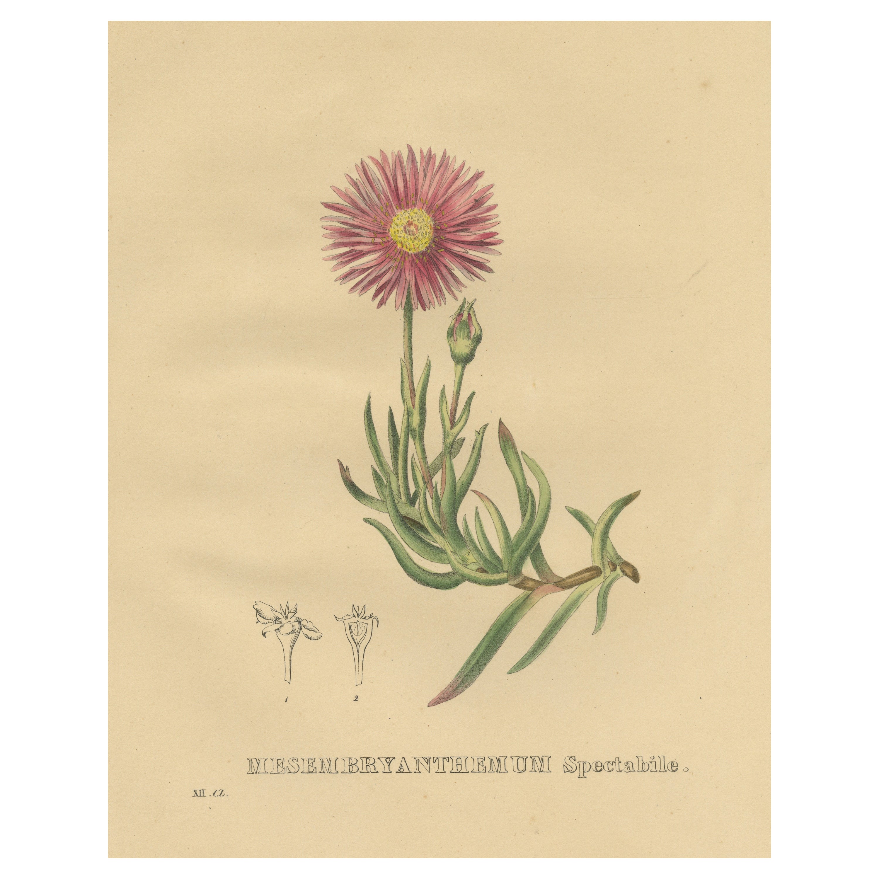 Antique Botanical Print of the Lampranthus Spectabilis or Trailing Iceplant For Sale