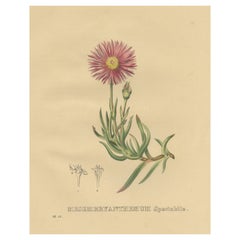 Impression botanique ancienne de lampranthus Spectabilis ou aubergine de glace traînante