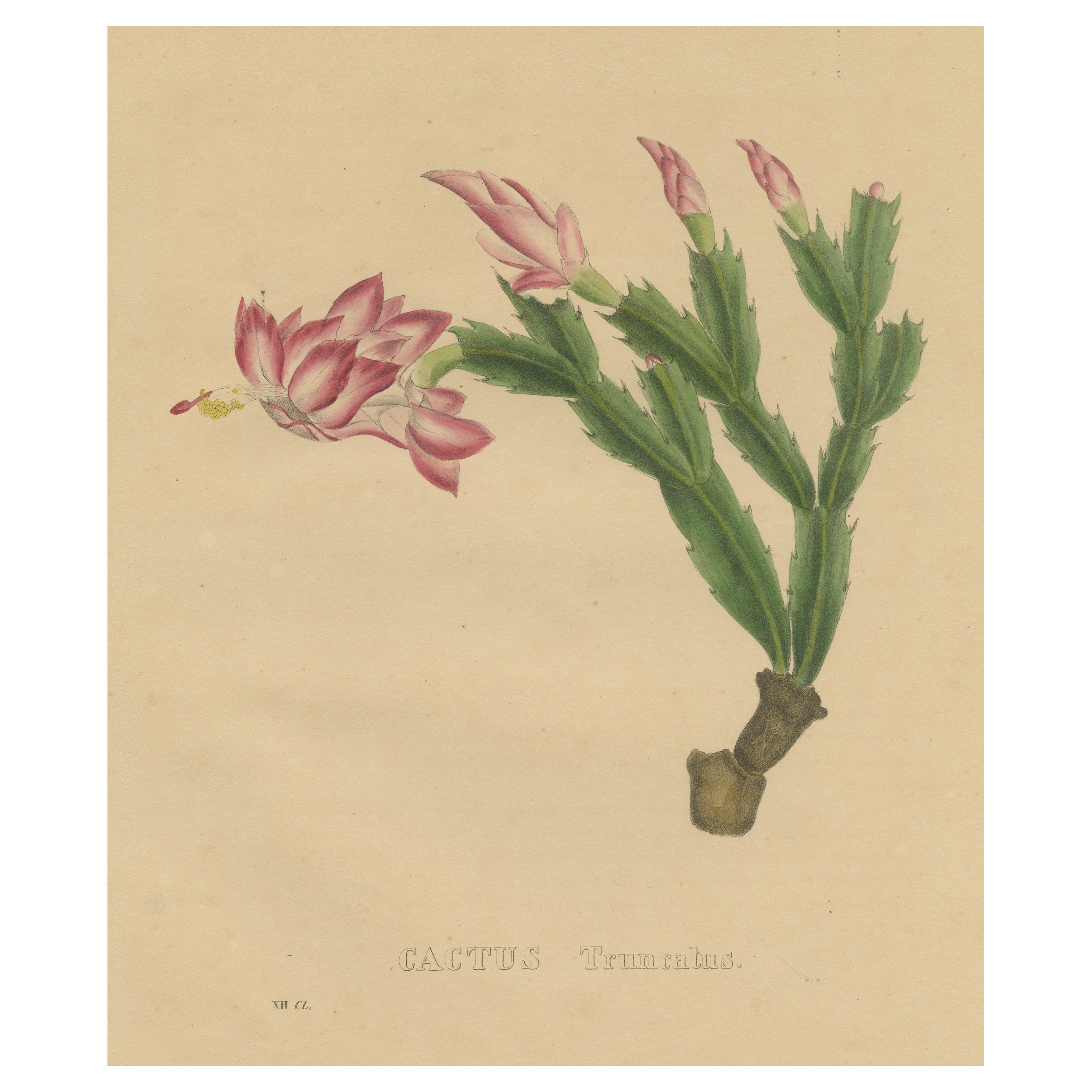 Botanical Beauty: Schlumbergera - The Christmas Cactus, circa 1832 For Sale