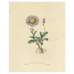 Antique Botanical Print of the Aster Alpinus