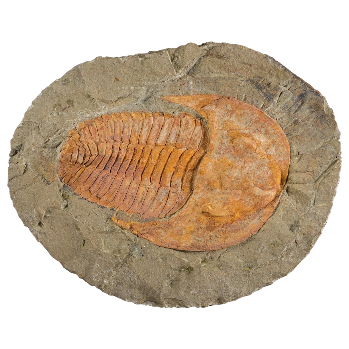 Véritable fossile de Trilobite (Ptychopariida) sur Matrix avec présentoir en acrylique 