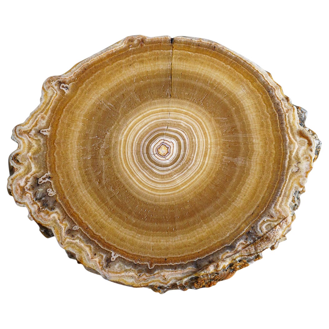 Rodaja de estalactita de Aragonito auténtico de México (375,5 gramos)