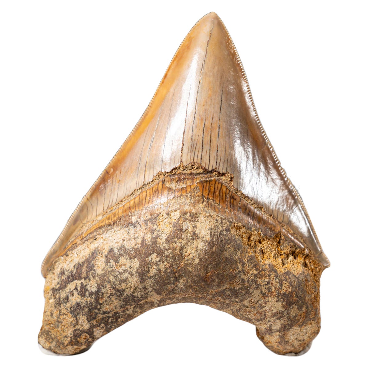 Genuine Serrated Megalodon Shark Tooth from Indonesia in Display Box (149 grams) For Sale