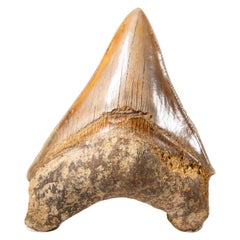 Véritable dent de requin mégalodon dentée d'Indonésie dans une boîte d'exposition (149 grammes)