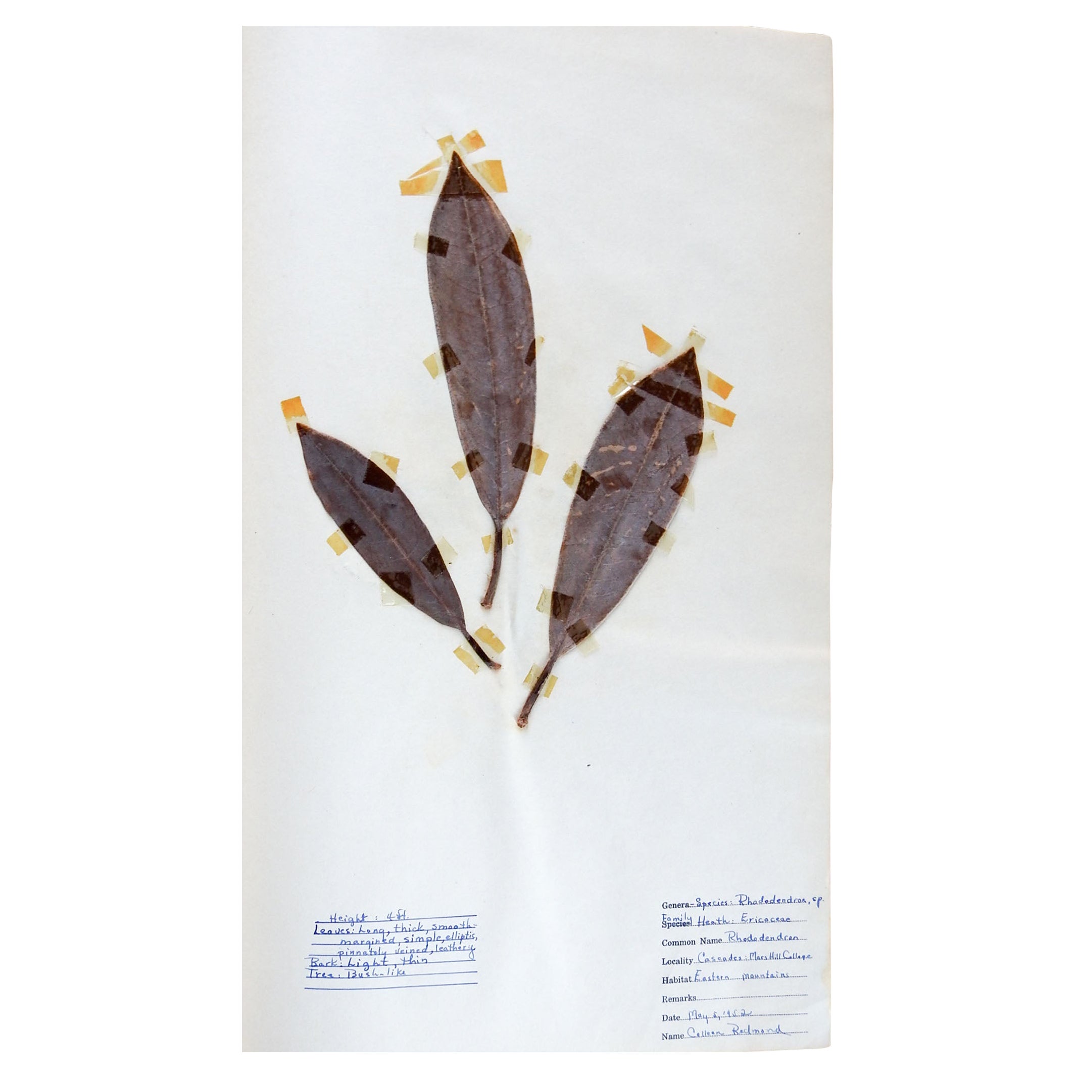 1930s Herbarium Mars Hill North Carolina 34 Pressed Botanical Specimens For Sale