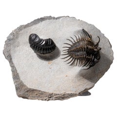 Two Ceratarges Spinosus Trilobite from Morocco (454.6 grams)