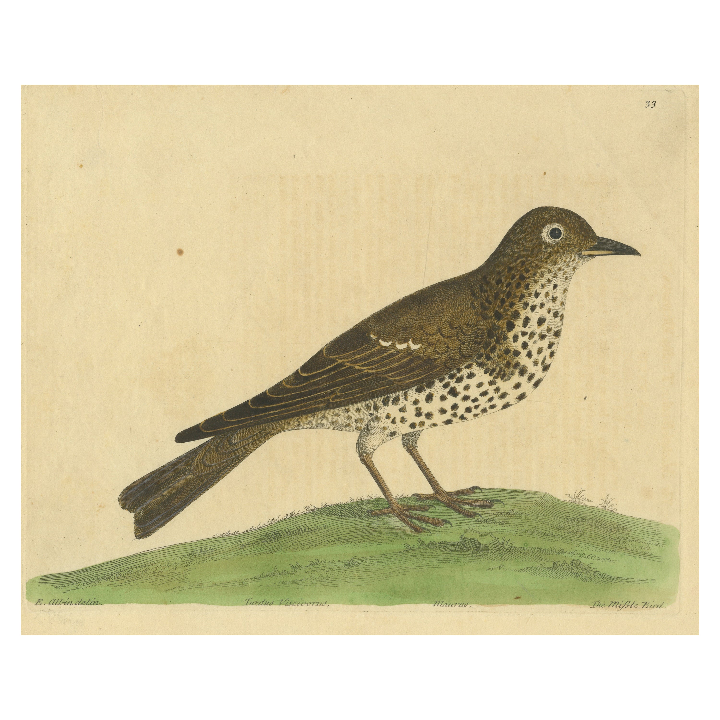 Antique Bird Print of a Mistle Thrush